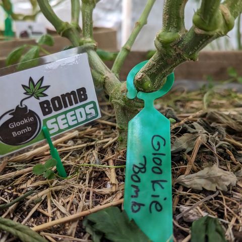 Mimosa Evo growlog photo: Day 55 Flower 