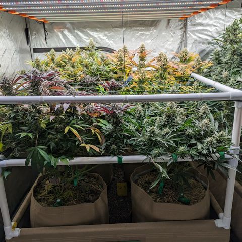 Mimosa Evo growlog photo: Day 55 Flower 