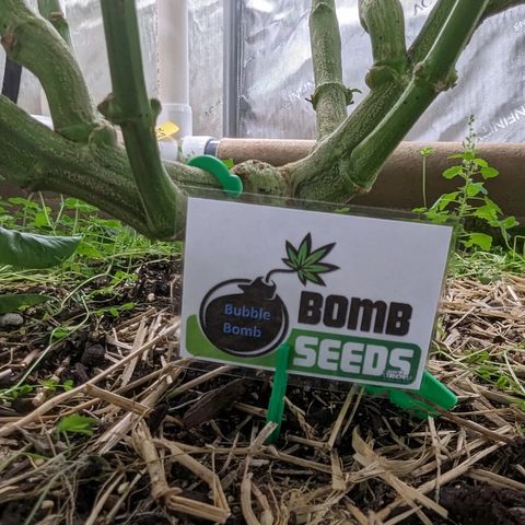 Mimosa Evo growlog photo: Day 55 Flower 