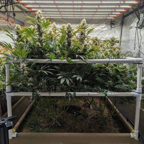 Mimosa Evo growlog photo: Day 55 Flower 