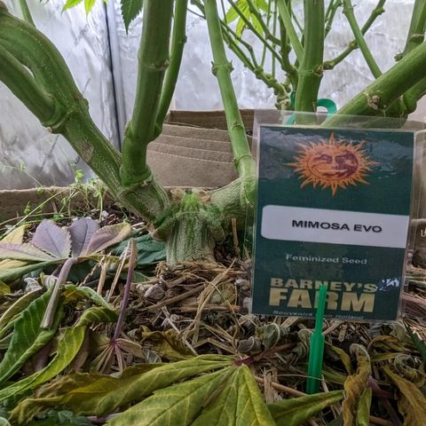 Mimosa Evo growlog photo: Day 55 Flower 