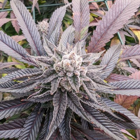 Mimosa Evo growlog photo: Day 55 Flower