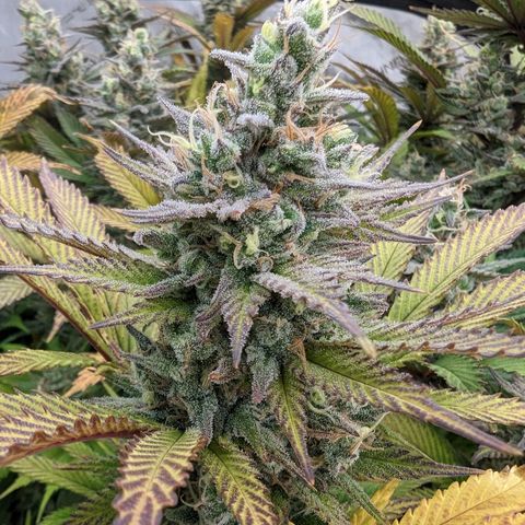 Baked Bomb growlog photo: Day 56 Flower