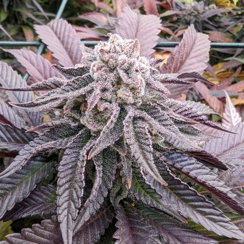 Mimosa Evo growlog photo: Day 56 Flower