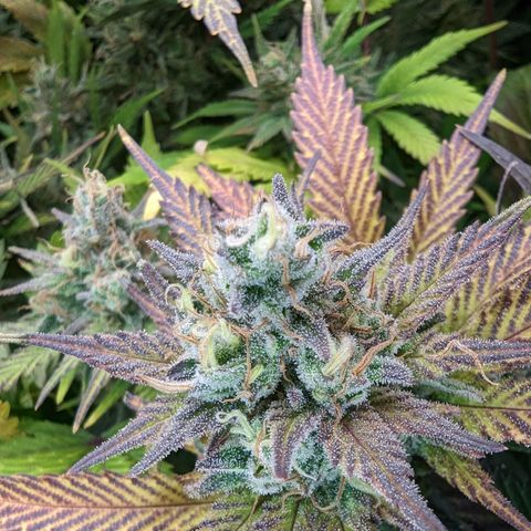 Baked Bomb growlog photo: Day 58 Flower