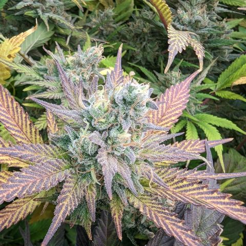 Baked Bomb growlog photo: Day 58 Flower