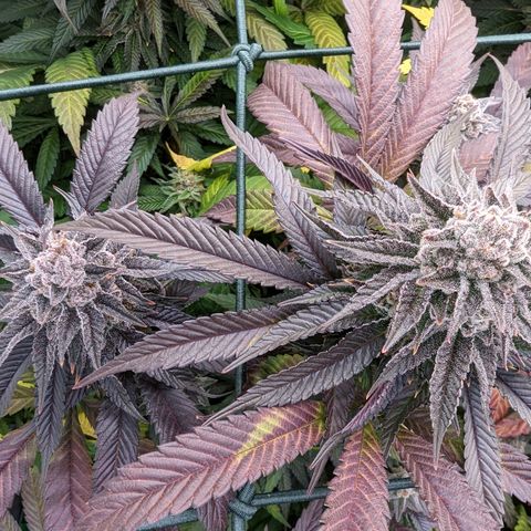 Mimosa Evo growlog photo: Day 58 Flower