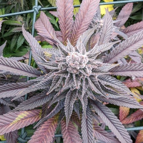 Mimosa Evo growlog photo: Day 58 Flower