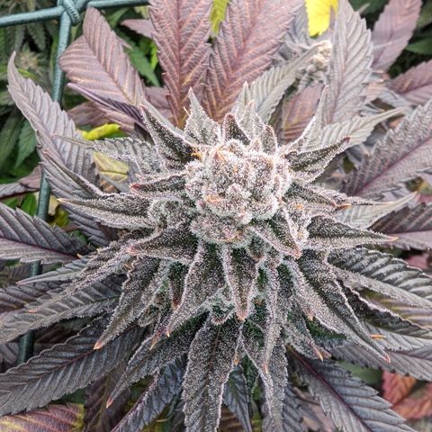 Mimosa Evo growlog photo: Day 58 Flower