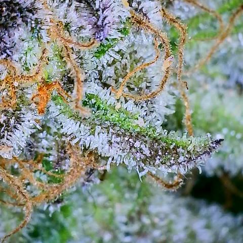 Mimosa Evo growlog photo: Chop day