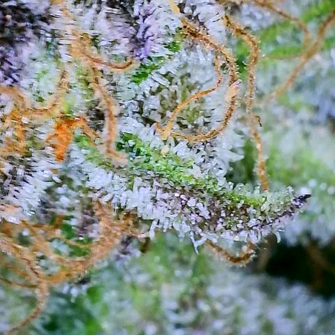 Mimosa Evo growlog photo: Chop day