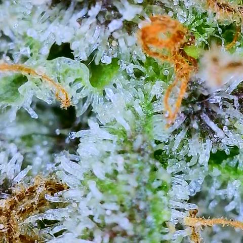 Mimosa Evo growlog photo: Chop day