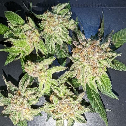 Mimosa Evo growlog photo: Chop day