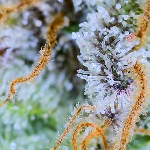 Mimosa Evo growlog photo: Chop day
