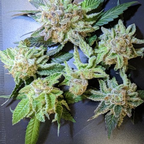 Mimosa Evo growlog photo: Chop day