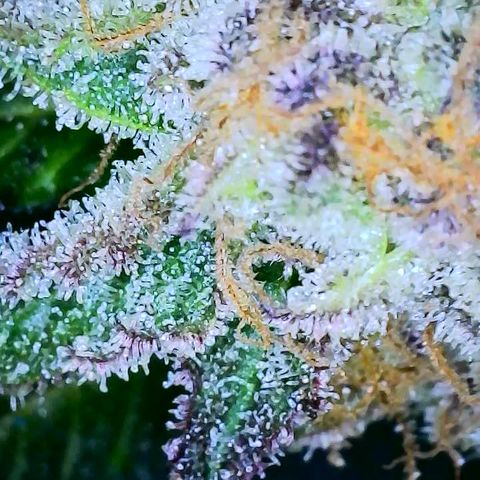 Mimosa Evo growlog photo: Chop day