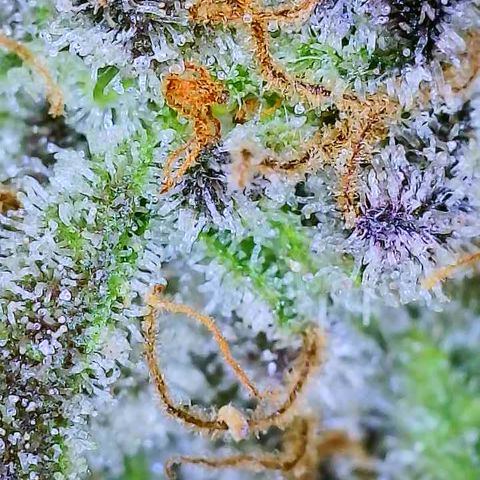 Mimosa Evo growlog photo: Chop day