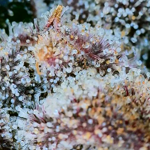 Mimosa Evo growlog photo: Chop day