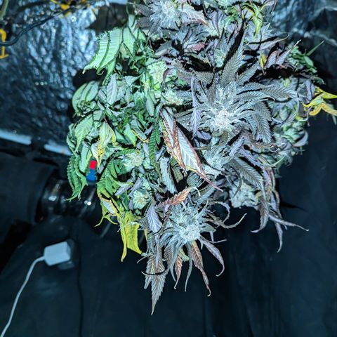 Mimosa Evo growlog timeline photo