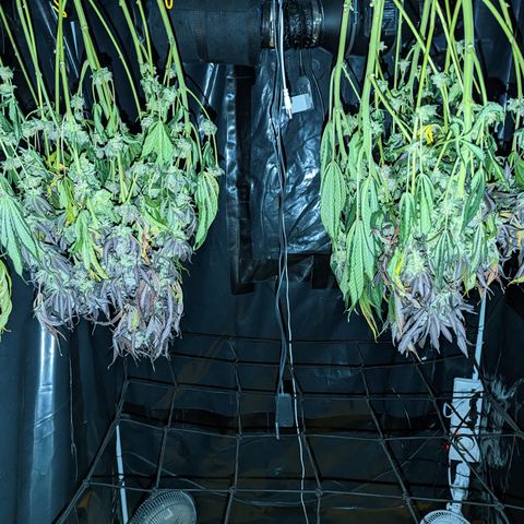 Mimosa Evo growlog timeline photo