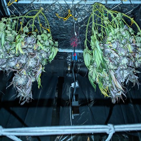 Mimosa Evo growlog timeline photo