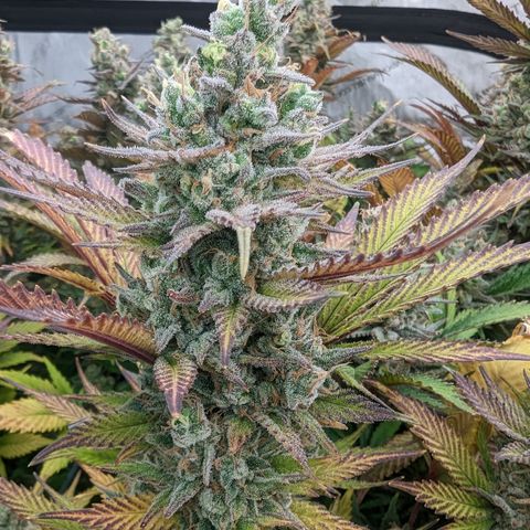 Baked Bomb growlog photo: Day 63 Flower 