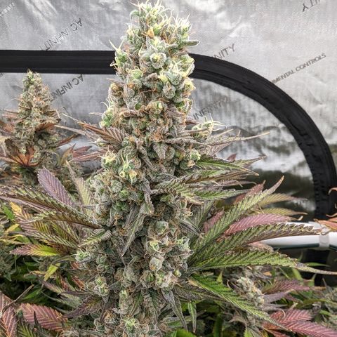 Baked Bomb growlog photo: Day 68 Flower