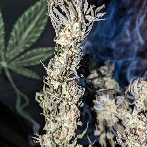 Mimosa Evo growlog photo: Day 10 Hanging trimmed up some fan leaves in half the plant. Looking like I should hit 26 days hanging before the final trim and jarring.