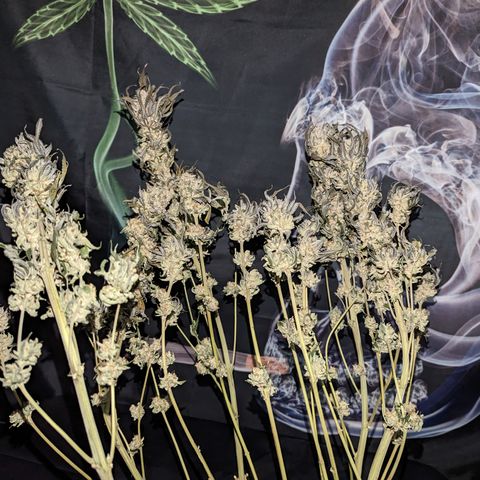 Mimosa Evo growlog photo: Day 10 Hanging trimmed up some fan leaves in half the plant. Looking like I should hit 26 days hanging before the final trim and jarring.