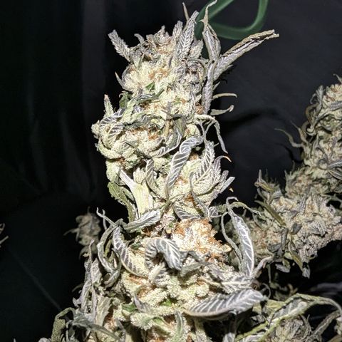 Mimosa Evo growlog photo: Day 10 Hanging trimmed up some fan leaves in half the plant. Looking like I should hit 26 days hanging before the final trim and jarring.