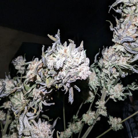 Mimosa Evo growlog photo: Day 10 Hanging trimmed up some fan leaves in half the plant. Looking like I should hit 26 days hanging before the final trim and jarring.