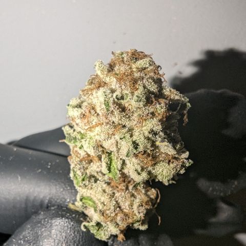 Mimosa Evo growlog photo: Day 14 took down from hanging trimmed and jarred Mimosa Evo