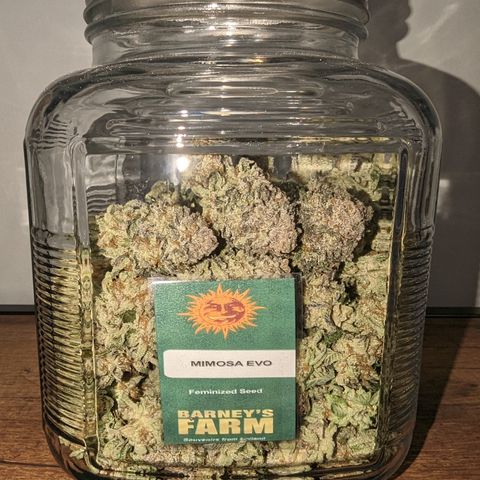 Mimosa Evo growlog photo: Day 14 took down from hanging trimmed and jarred Mimosa Evo