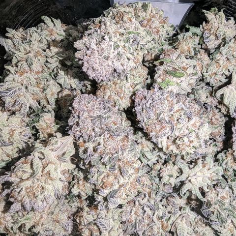Mimosa Evo growlog photo: Day 14 took down from hanging trimmed and jarred Mimosa Evo