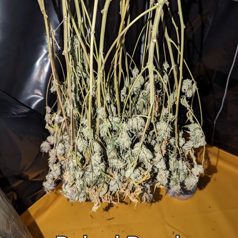 Baked Bomb growlog timeline photo