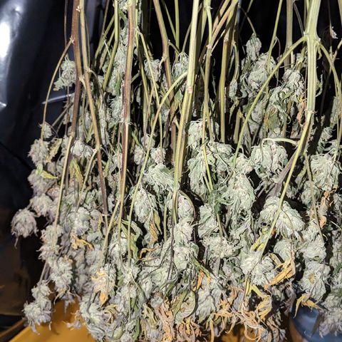 Baked Bomb growlog timeline photo