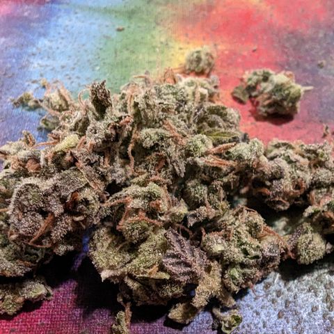 Baked Bomb growlog photo: Trimming big fan leaves off on day 11 of hang time and a couple buds fell off. I smoked em and it burnt good n tasted good going to trim and jar it up.