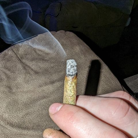 Baked Bomb growlog photo: Trimming big fan leaves off on day 11 of hang time and a couple buds fell off. I smoked em and it burnt good n tasted good going to trim and jar it up.