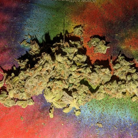 Baked Bomb growlog photo: Trimming big fan leaves off on day 11 of hang time and a couple buds fell off. I smoked em and it burnt good n tasted good going to trim and jar it up.