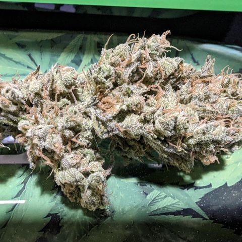 Baked Bomb growlog photo: Day 13 hanging. Trimming and jarring