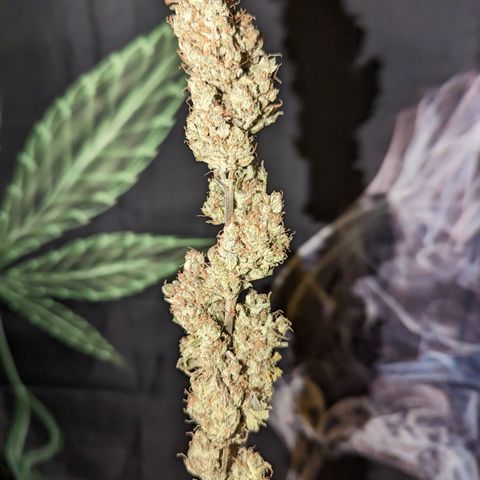 Baked Bomb growlog photo: Day 13 hanging. Trimming and jarring