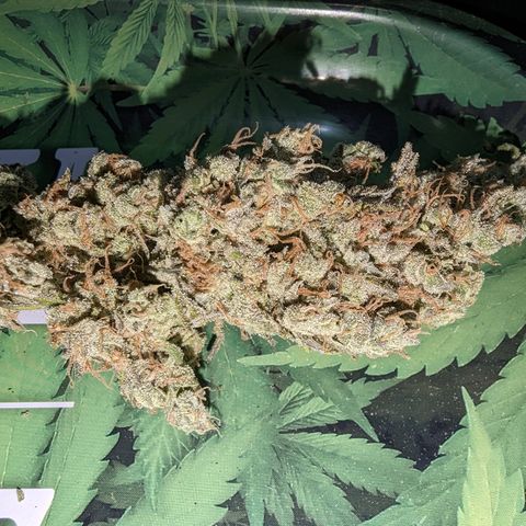 Baked Bomb growlog photo: Day 13 hanging. Trimming and jarring