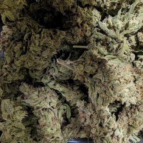 Baked Bomb growlog photo: Day 13 hanging. Trimming and jarring