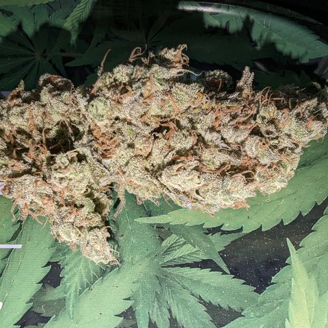 Baked Bomb growlog photo: Day 13 hanging. Trimming and jarring
