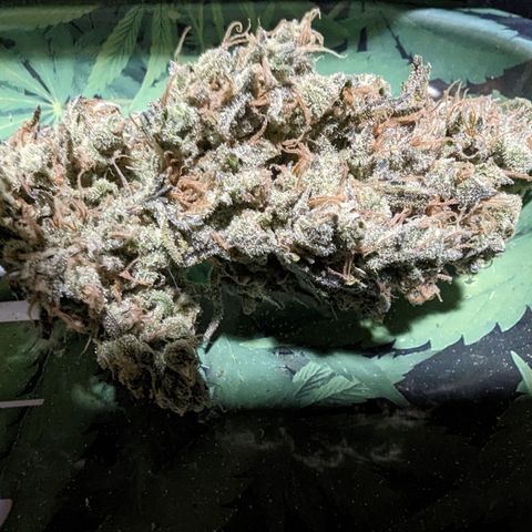 Baked Bomb growlog photo: Day 13 hanging. Trimming and jarring