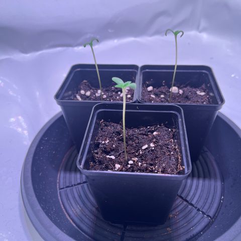 Critical+ growlog photo: 4th day Growthphase