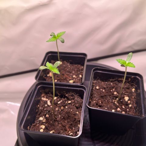 Critical+ growlog photo: 5th day Growthphase