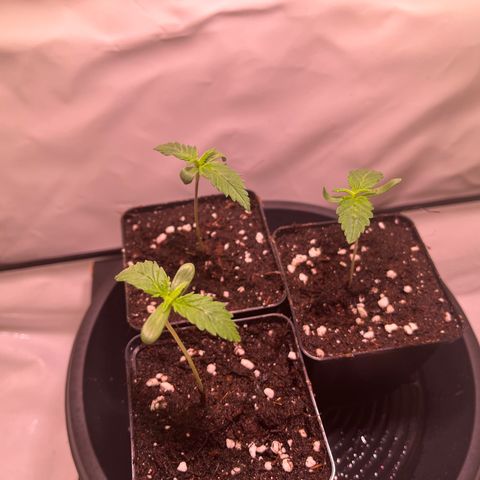 Critical+ growlog photo: 7th day Growthphase