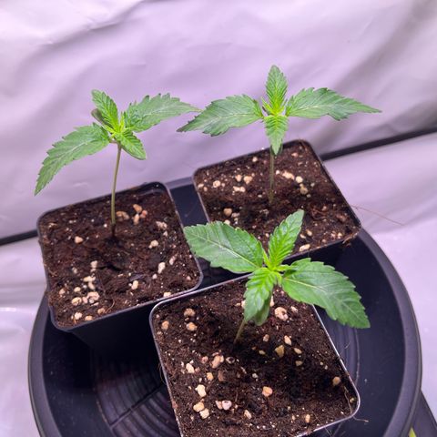 Critical+ growlog photo: 9th day Growthphase 