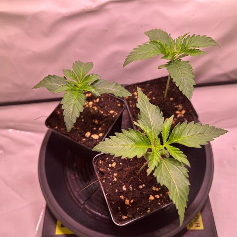 Critical+ growlog photo: 11th day Growthphase